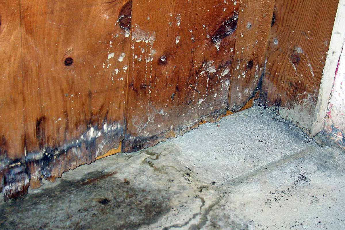 Signs You Could Have Black Mold in Basement