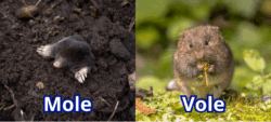 mole vole